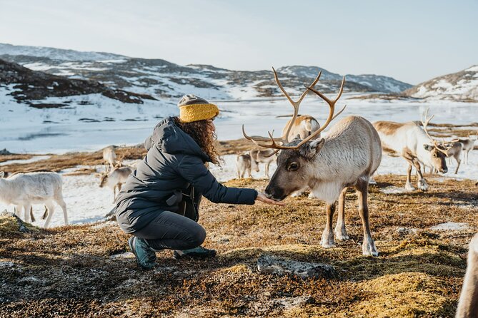 Arctic Fjords and Reindeer Experience – Small group tour - Small group comfort, timing, and how the day flows
