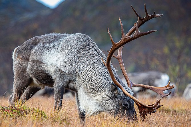 Arctic Nature Tour from Tromsø by minibus - Price and value: why this costs more than a DIY drive
