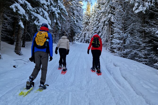 Arctic Snowshoe Hike in Norway - Guides, Safety, and the Small Tips That Make Winter Feel Manageable