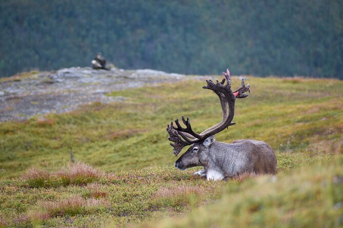 Arctic Wildlife and Fjord Sightseeing - Why Kvaløya feels different than just another fjord drive