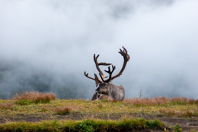 Arctic Wildlife and Fjord Sightseeing - When the day changes: road closures and stop count reality