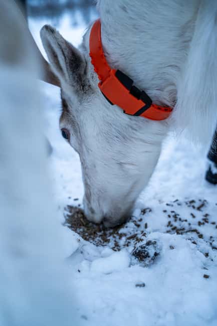 Balsfjord: Reindeer Sledding, Feeding & Sámi Culture - Sámi storytelling by the fireplace, and the best way to get something meaningful