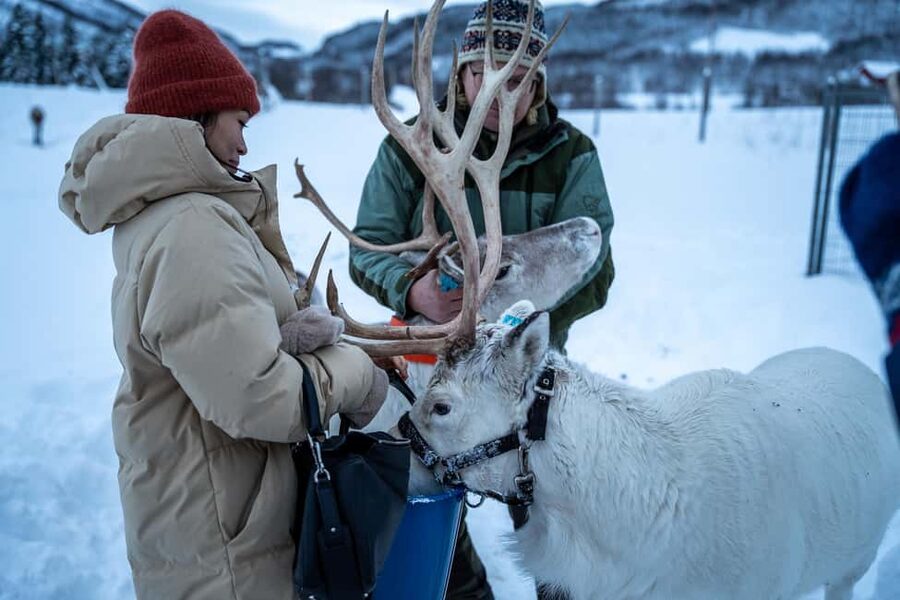 Balsfjord: Reindeer Sledding, Feeding & Sámi Culture - Lunch in the Arctic: warmth, timing, and what to expect