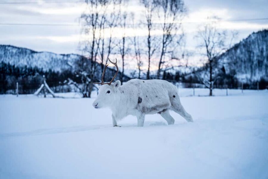 Balsfjord: Reindeer Sledding, Feeding & Sámi Culture - Meeting your Sámi host and meeting the herd, up close