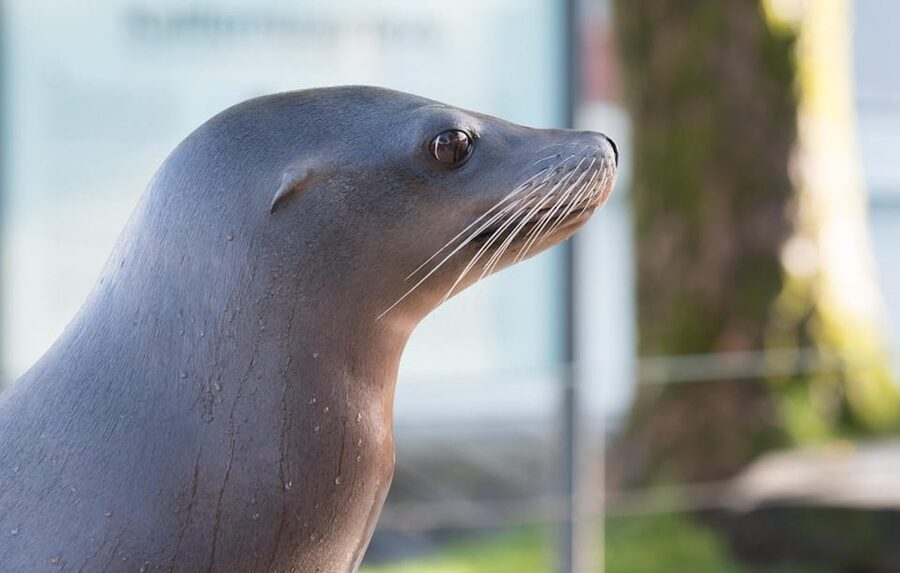 Bergen: Bergen Aquarium Entry Ticket - Getting to the aquarium from central Bergen