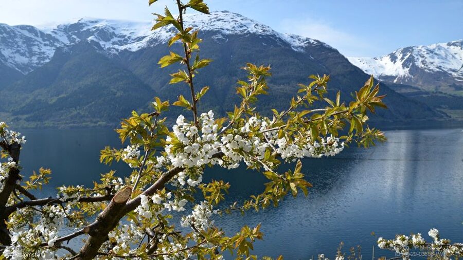 Bergen: Hardangerfjord, Voss Gondola & 3 Great Waterfalls - The Eidfjord break: where to eat, browse, or just reset