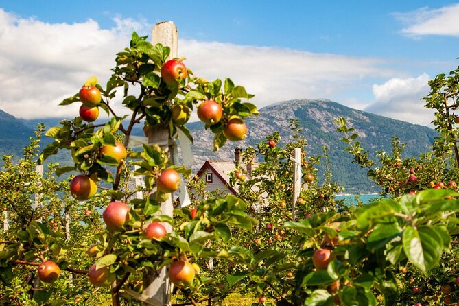 Bergen: Hardangerfjord, Waterfalls, Culture & Apple pie - Price and value: what you’re getting for $161.54