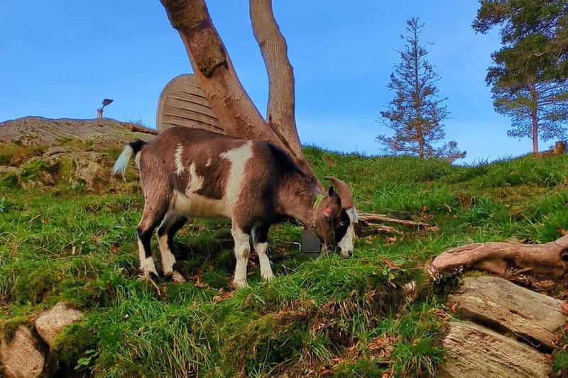 Bergen Like a Local: Culture, Views, and the Stave Church - Key things I’d circle on your Bergen checklist