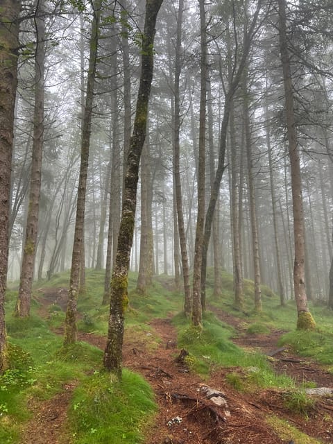 Bergen Magical Nature Tour | ViFlowExperience - Who this tour suits best, and who might want a different plan