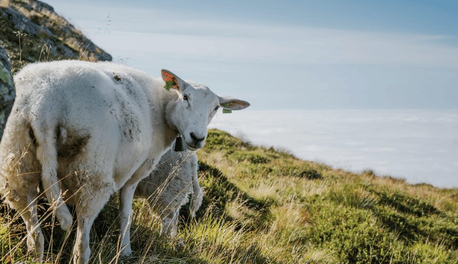 Bergen: Round-Trip Ulriken Cable Car Ticket - At the summit: viewpoints, terraces, sheep grazing, and photo spots