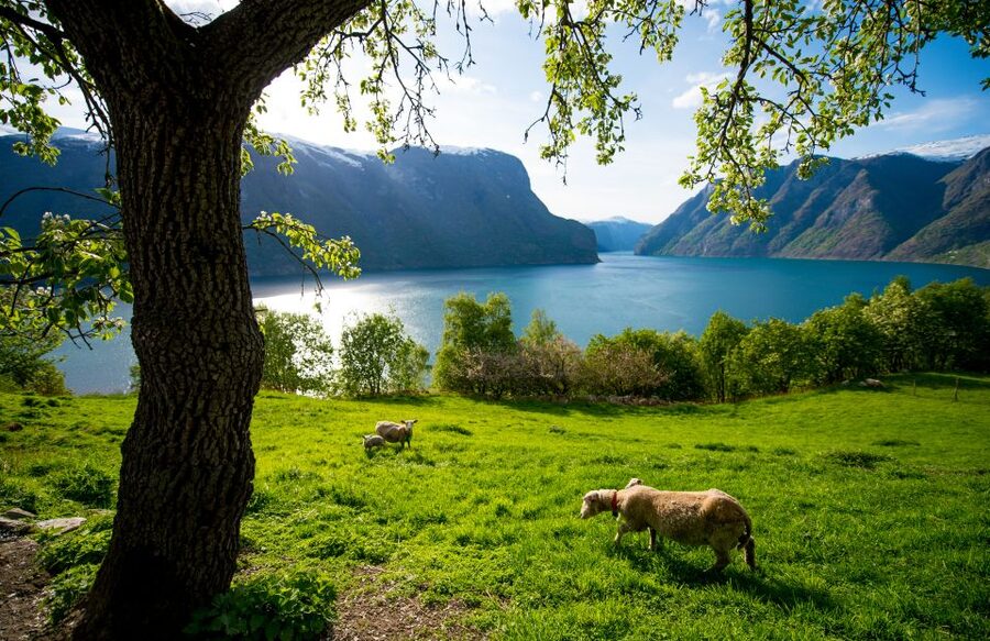 Bergen: Viking Village, Nærøyfjord Cruise & Flåm Railway - The Future of The Fjords electric cruise on Nærøyfjord