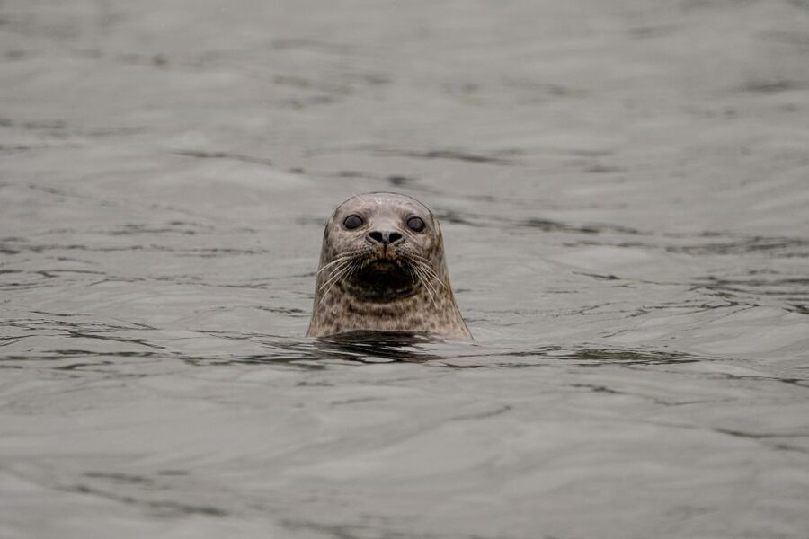 Bleik: Whale Watching by Speedboat with Puffins and Muffins - Key points before you go