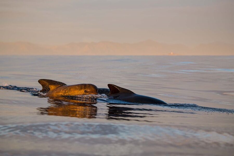 Bleik: Whale Watching by Speedboat with Puffins and Muffins - Bleik Canyon and Andenes: why this part of Vesterålen works