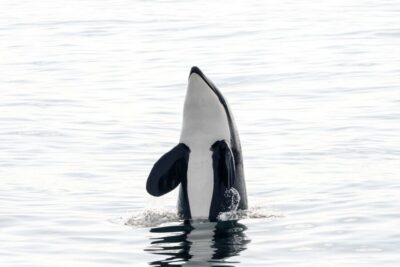 Bleik: Whale Watching by Speedboat with Puffins and Muffins