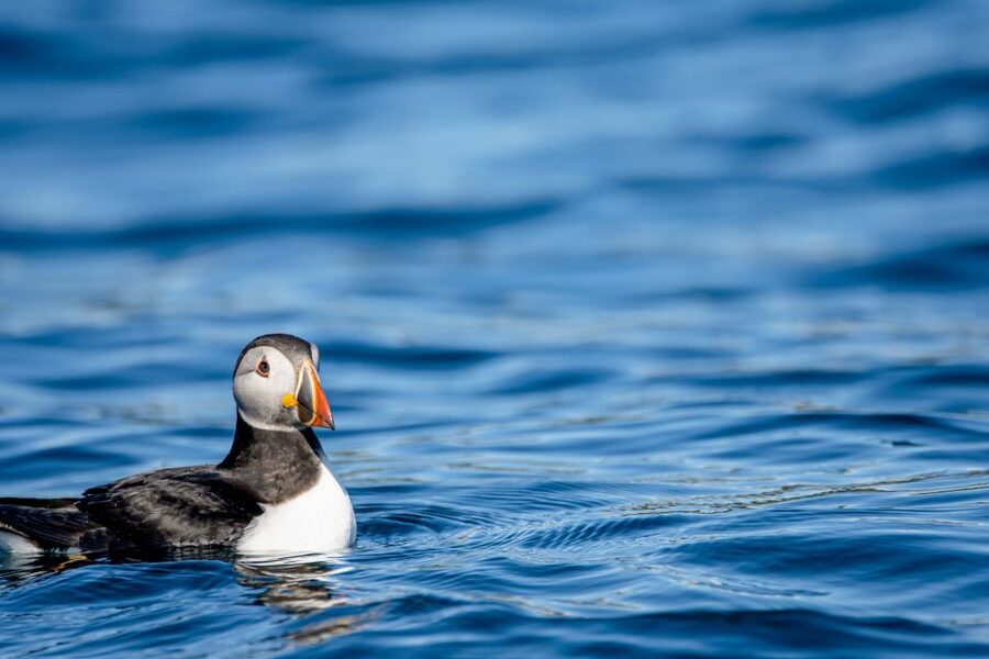 Bleik: Whale Watching by Speedboat with Puffins and Muffins - Orcas, sperm whales, pilot whales, and the bird parade of puffins