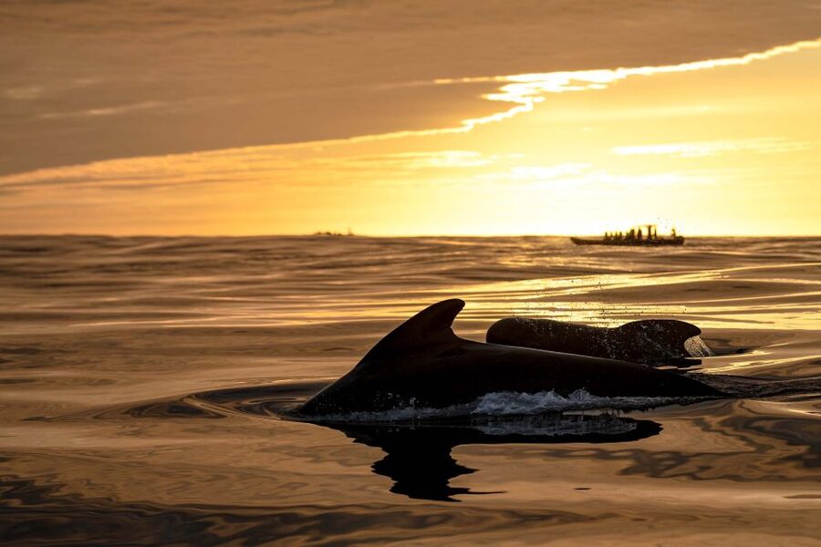 Bleik: Whale Watching by Speedboat with Puffins and Muffins - The 10:00 run vs the 21:00 midnight-sun safari: choose your light