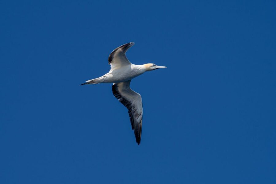 Bleik: Whale Watching by Speedboat with Puffins and Muffins - What to bring and how to dress for a cold-water RIB ride