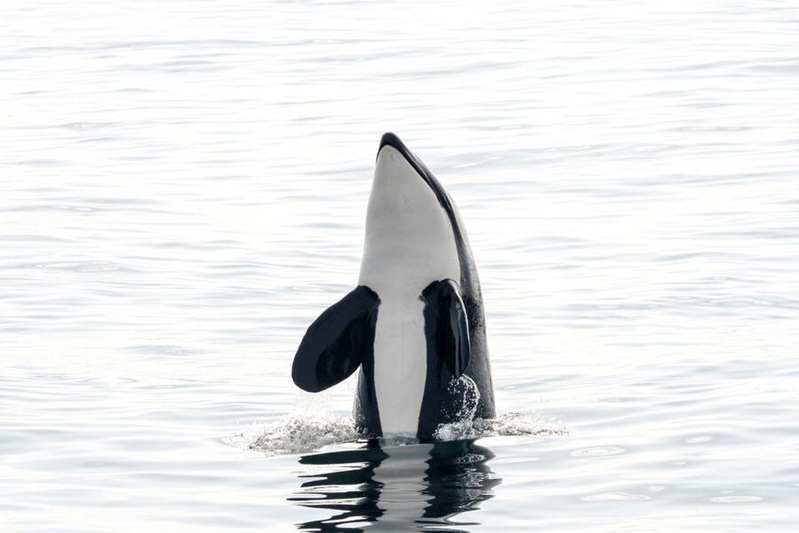 Bleik: Whale Watching by Speedboat with Puffins and Muffins - The 3.5-hour RIB format: warm suits, fast water, and small groups