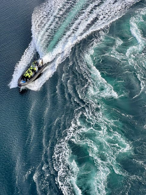 Bodø: Saltstraumen RIB Safari - Arctic Wildlife Chances, What You Should Keep Your Eyes For