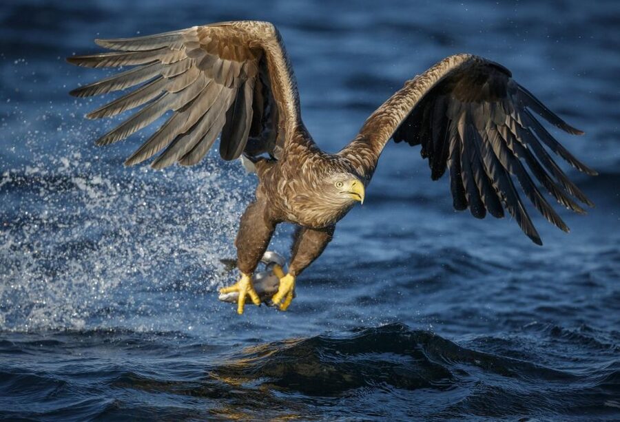 Bodø: Saltstraumen Sea Eagle Trip by RIB - Who this trip is best for, and who should skip it