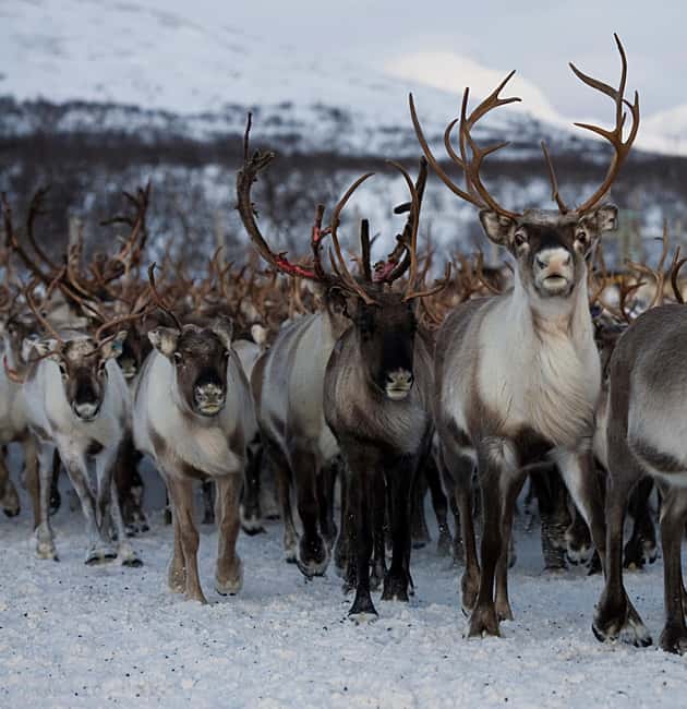 Bodø: Sami Experience in Bodø - Key things to know before you go