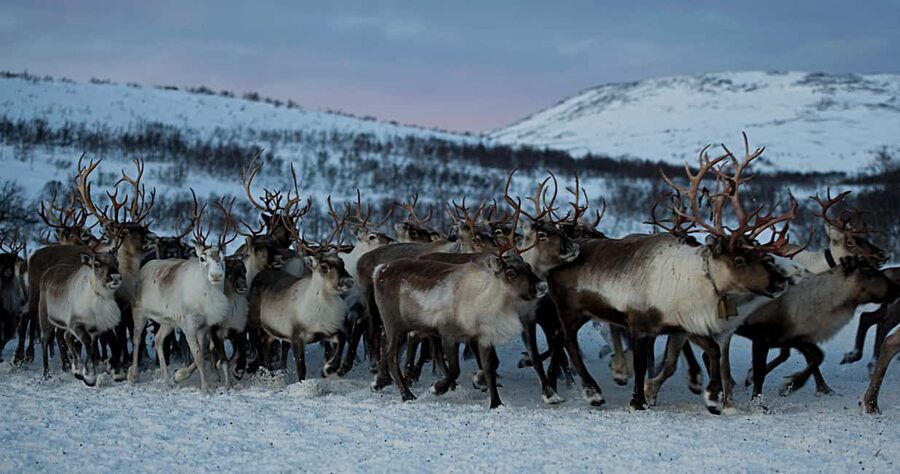 Bodø: Sami Experience in Bodø - From Bodø Tourist Information to Sami winter night