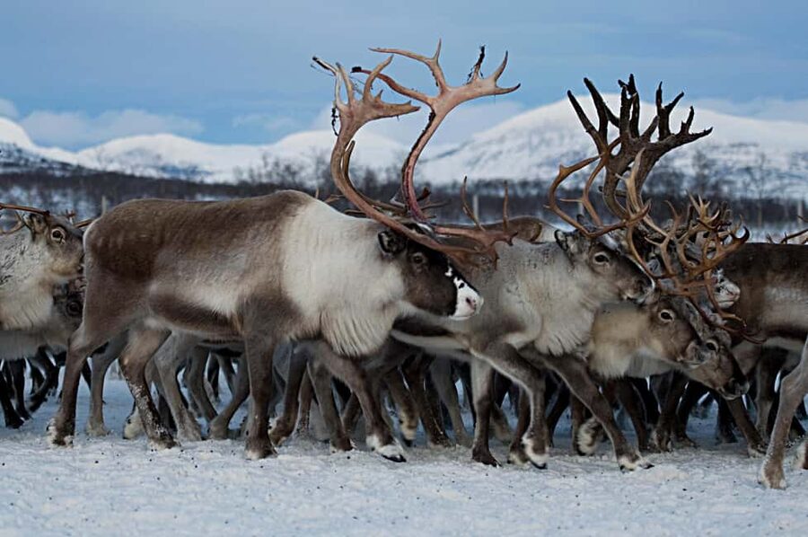 Bodø: Sami Experience in Bodø - Should you book? My honest call