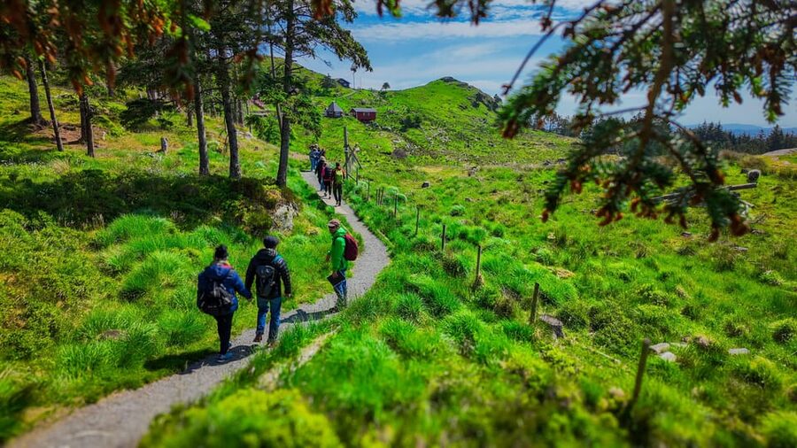 Discover Haugesund and visit a local mountain farmer - From Haugesund Cruisehavn to Steinsfjellet: the quick start