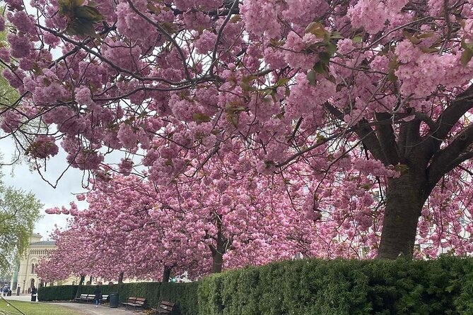Discover Oslo on foot - Who This Walk Is Best For