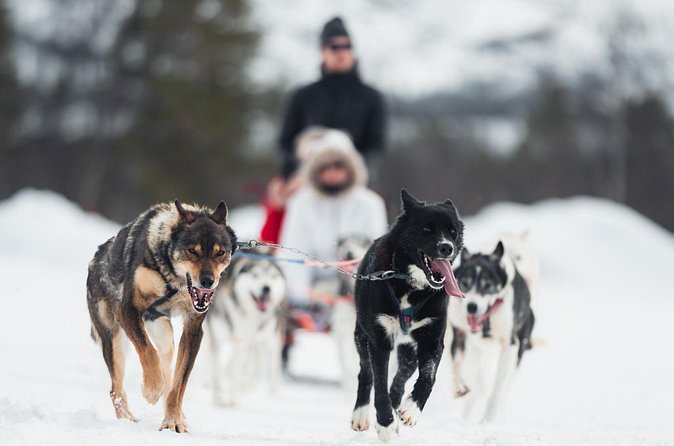 Dog Sled Tour and Husky Cuddles - After the ride: Sámi lavvu storytelling, tea, snacks, and puppy time