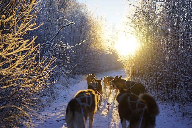 Dog Sled Tour and Husky Cuddles - Who this tour fits best (and who should think twice)