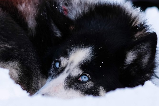 Dog Sledding: A Self-Drive Arctic Experience from Tromsø - Self-drive husky sledding: steering your 2-person team