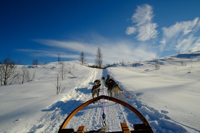 Dog Sledding: A Self-Drive Arctic Experience from Tromsø - Price and logistics: is $321.84 worth it from Tromsø?
