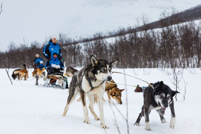 Dog Sledding: A Self-Drive Arctic Experience from Tromsø - Meet the mushers and more than 120 huskies at the farm