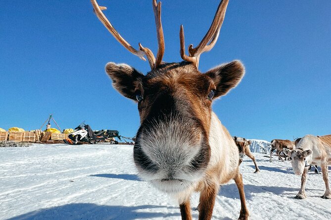 Exclusive Reindeers Experience in small groups, Tromso - Key highlights worth getting excited about