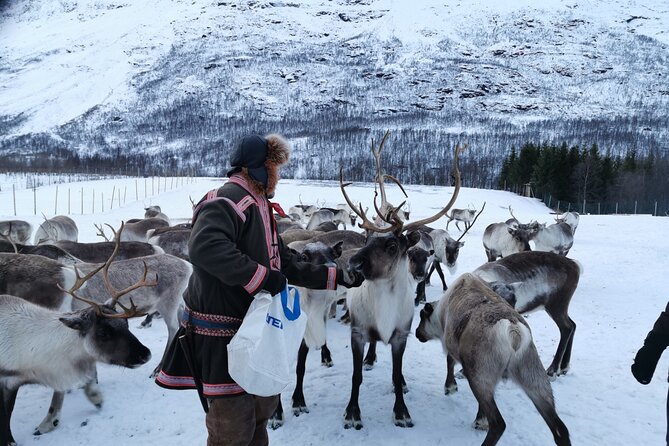 Exclusive Reindeers Experience in small groups, Tromso - Getting to Lavangsdalen from Tromsø, without the big-tour chaos