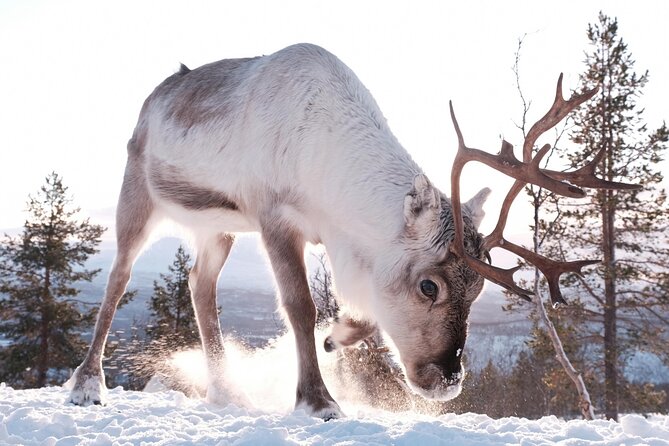 Exclusive Reindeers Experience in small groups, Tromso - Staying warm: heated cabin breaks, snacks, and comfort tips