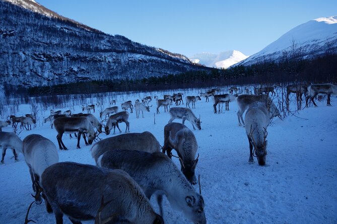Exclusive Reindeers Experience in small groups, Tromso - Shopping for handmade Sami products on site
