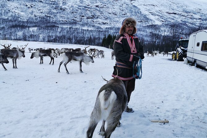Exclusive Reindeers Experience in small groups, Tromso - Small group size, English tour format, and why it matters