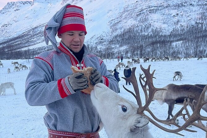 Exclusive Reindeers Experience in small groups, Tromso - Price and value: what $178 buys you in Tromsø