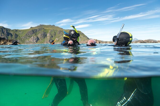 Family Snorkeling Tour - Family Snorkeling in Lofoten: What Makes This Tour Worth Your Time