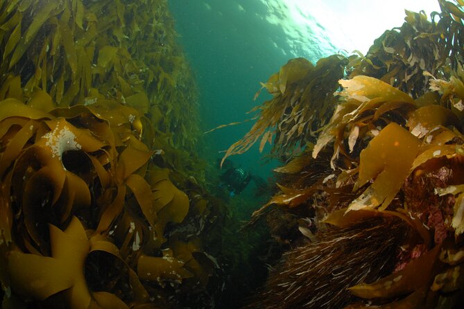 Family Snorkeling Tour - What You’ll See Underwater: Kelp Forests, Jellyfish, Starfish, and More