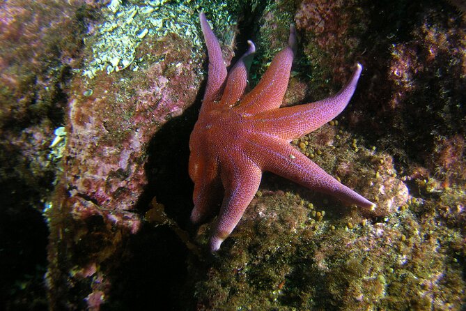 Family Snorkeling Tour - Coffee and Tea Afterward: Turning Cold into Comfort