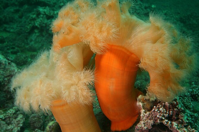 Family Snorkeling Tour - Price and Value: Is $171.21 a Good Deal for Families?