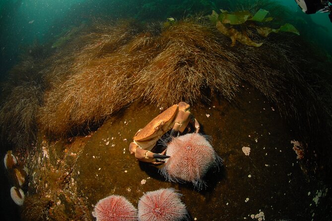 First Time Diver Scuba Experience - Equipment Rental, Weight, and Comfort at Shallow Depth