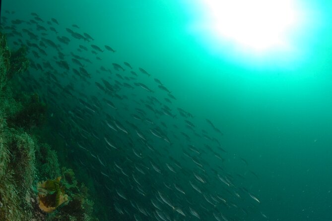 First Time Diver Scuba Experience - Booking Timing, Language, and Practical Expectations
