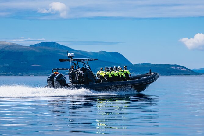 Fjord and Sea Eagle Safari from Sortland - Key highlights you should not miss