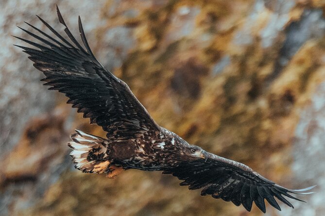 Fjord and Sea Eagle Safari from Sortland - Price and value: is $85.29 worth it?