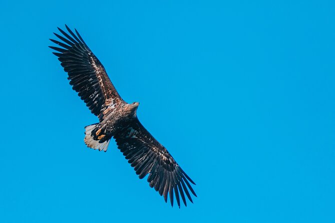Fjord and Sea Eagle Safari from Sortland - When to book and how to plan around weather