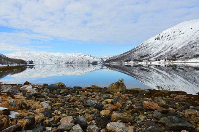 Fjord, Mountain and Wildlife Tour - Wild reindeer chances, and how to handle no wildlife days